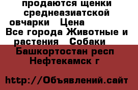 продаются щенки среднеазиатской овчарки › Цена ­ 30 000 - Все города Животные и растения » Собаки   . Башкортостан респ.,Нефтекамск г.